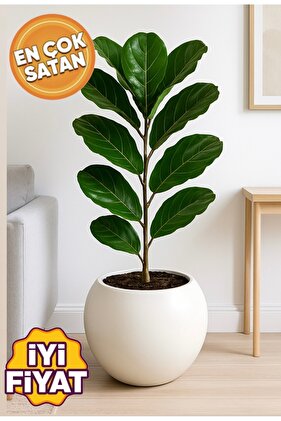 Küre Saksı 20 Cm Saksı Beyaz Plastik Saksı Çiçek Saksısı