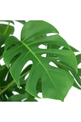 Monstera Deliciosa - Deve Tabanı - Ev Ofis Salon Iç Mekan Bitkisi - 60 Cm
