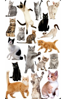 مجموعة ملصقات على شكل قطة لأجهزة ماك بوك والكمبيوتر اللوحي والهاتف والدفتر واللابتوب