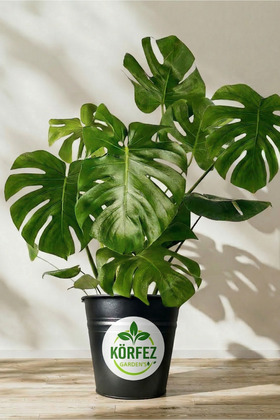 Deve Tabanı Çiçeği 80 Cm Monstera Deliciosa Özel Kutulu