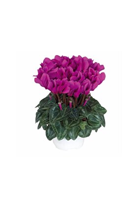 Mor Sıklamen Çiçek Soğanı