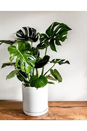 Deve Tabanı Bitkisi 90 110 Cm Monstera Deliciosa Ev Bitkisi Ofis Bitkisi Salon Bitkisi