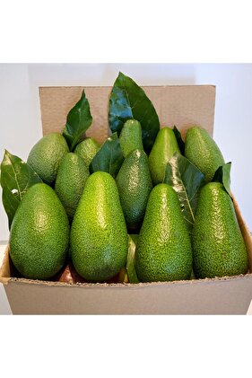 5 Adet Yerli Büyük Boy Avokado (250G) Taze Dalından