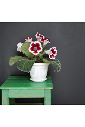 Gloksinya Çiçeği Bardak Menekşesi Ev Ofis Bitkisi