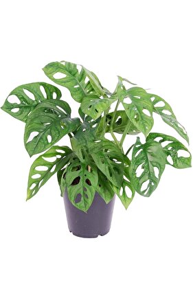 Monstera Obliqua Monkey Mask - Sarmaşık Deve Tabanı - Ev Ofis Salon Iç Mekan Bitkisi - 30 Cm