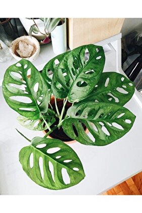 Deve Tabanı - Monstera obliqua Maymun Yaprağı +25 Cm