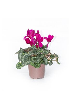 Siklamen Çiçeği Mor Ithal Büyük Boy Hediyelik Bitki