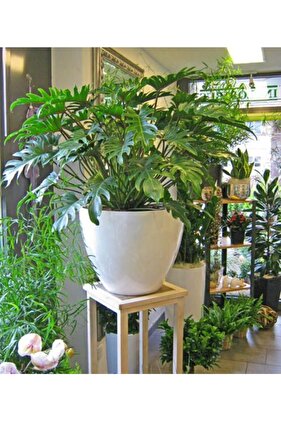 Philodendron Xanadu Deve Tabanı 1.kalite (3.resim Orjinal)