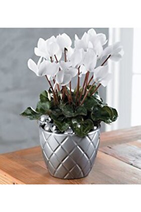 3 Adet Beyaz Renkli Sıklamen Çiçek Soğanı