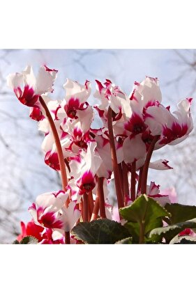 3 Adet Özel Renkli Sıklamen Çiçek Soğanı