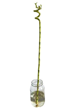 Şans Bambusu 90-100 Cm