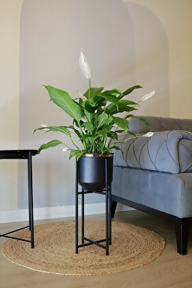 Metal Saksı Ayaklı Çiçeklik Dekoratif Siyah Gold Detay 52x21cm