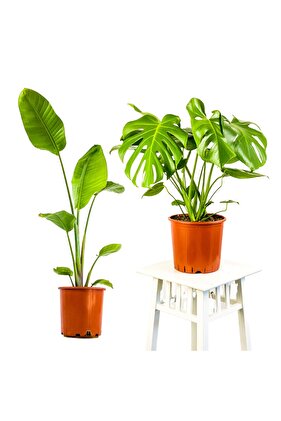 Salon Bitkisi 2li Set Deve Tabanı - Starliçe Nicolai