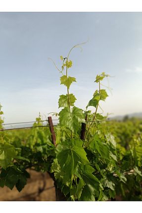 تصویر محصول