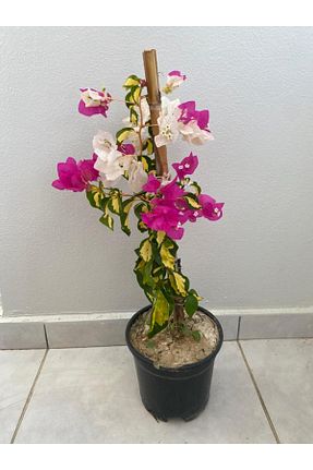 نهال میوه پیوندی FİDANLIDAN - کد 757461499