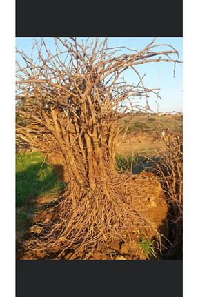 نهال میوه پیوندی Ucuzluk Diyarı - کد 97488508