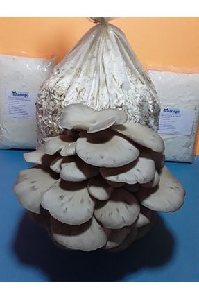 بذر و گیاه Arnego - کد 39601485
