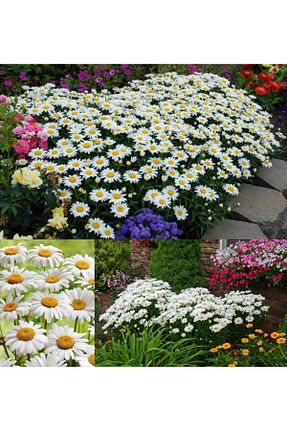 بذرها Bitki Tohumları ZENGARDEN EV VE BAHÇE - کد 782888493