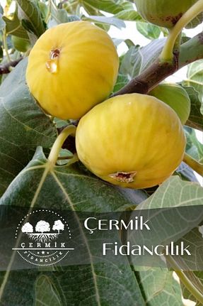 نهال میوه پیوندی ÇERMİK FİDANCILIK - کد 444617130