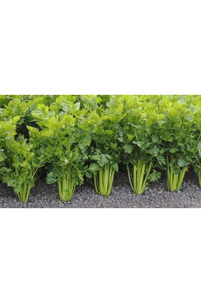 بذرها Sebze Tohumları ZENGARDEN EV VE BAHÇE - کد 783329435