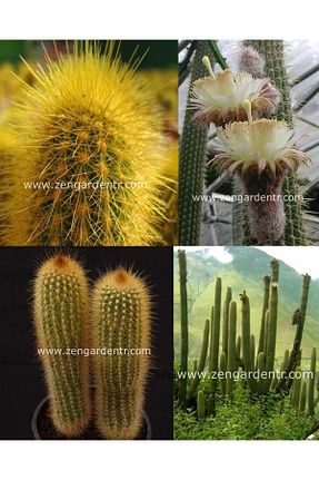بذرها Bitki Tohumları ZENGARDEN EV VE BAHÇE - کد 783901372