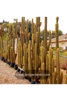 بذرها Bitki Tohumları ZENGARDEN EV VE BAHÇE - کد 783901372