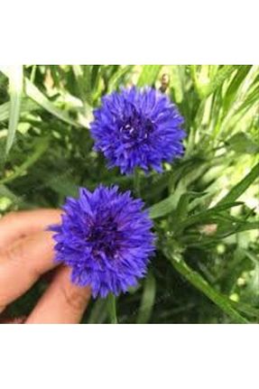 بذر و گیاه Köy Tohumları - کد 784570854