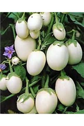 بذر و گیاه Köy Tohumları - کد 785617234