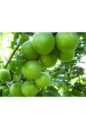 نهال میوه پیوندی Smargat - کد 789764749