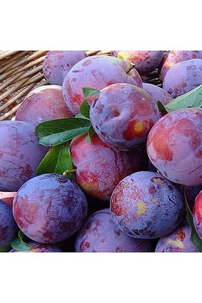نهال میوه پیوندی Smargat - کد 789765486