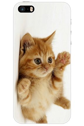کاور و قاب رنگی iPhone 6 Plus Ceppare - کد 797766016