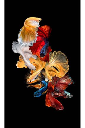 تابلو رنگی کنواس PrintiesPlus - کد 801478527