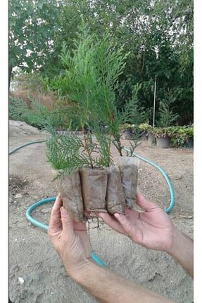 نهال کادویی körfezgardens - کد 426026246
