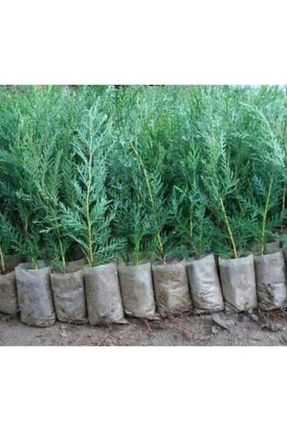 نهال کادویی körfezgardens - کد 426026246