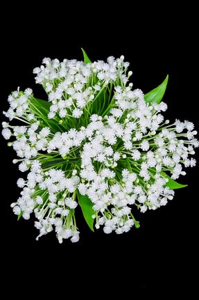 گل خشک و مصنوعی سفید MD Aspiz Flowers - کد 805223494