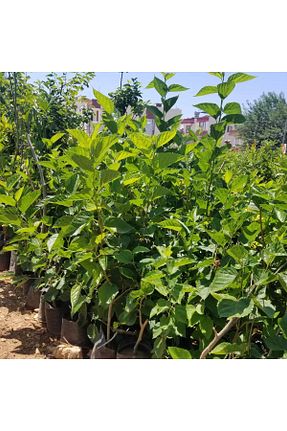 نهال کادویی Berke Fidancılık - کد 42922353