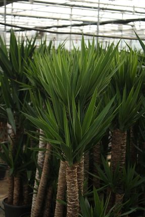 گیاهان داخل ساختمان iklim garden - کد 815885750