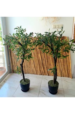 گیاهان داخل ساختمان YEŞİLADA - کد 786478951