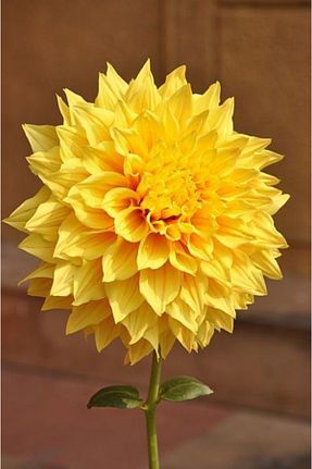 پیاز گل GARDENYA TOHUMCULUK - کد 117052121