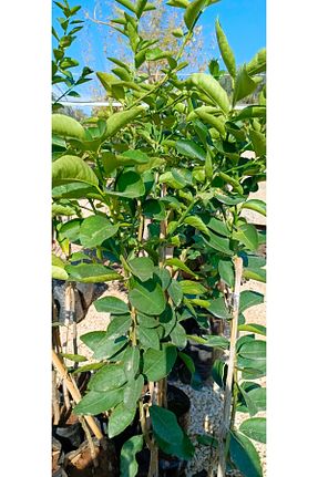 نهال میوه پیوندی AYDOĞDU - کد 797388246