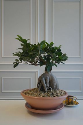 گیاهان داخل ساختمان doğagarden - کد 830063901