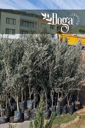 نهال میوه پیوندی DOĞA FİDANCILIK - کد 745419346