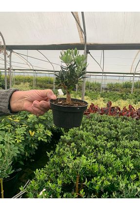 نهال کادویی körfezgardens - کد 445122392