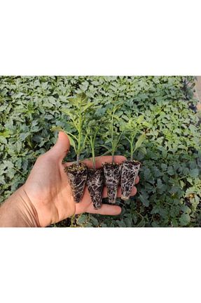 نهالها biolifefide - کد 100311063
