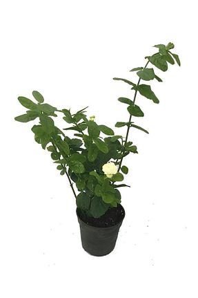 گیاه پایه کوتاه گلدار Gardenbox - کد 835302655