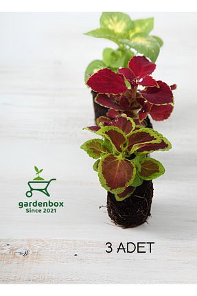 گیاه پایه کوتاه گلدار Gardenbox - کد 836375938