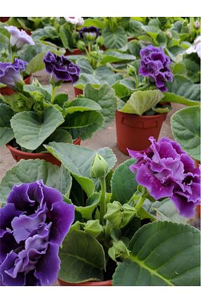 گلدان رنگی Gardenbox - کد 836375935