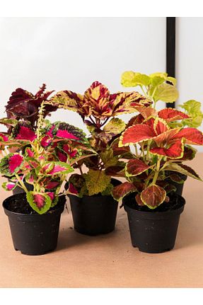 گیاه پایه کوتاه گلدار Gardenbox - کد 836375857
