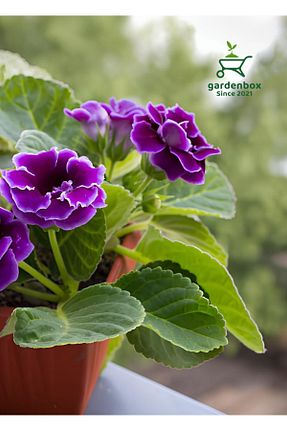 گلدان رنگی Gardenbox - کد 836375935