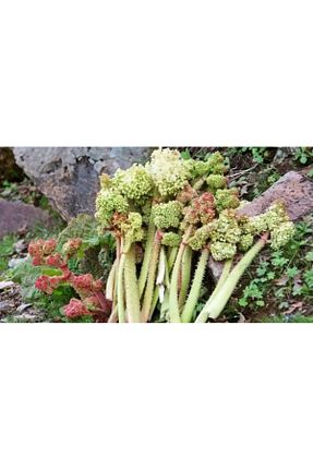 میوه vanotlupeyniri - کد 100204924